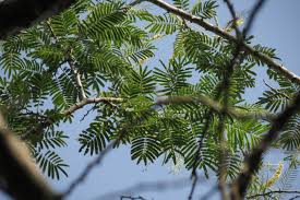 Image result for Acacia polyacantha