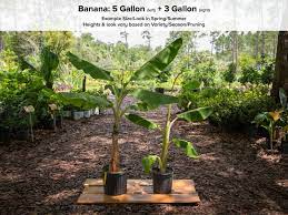 The shadier conditions will promote deeper and richer green foliage. Apple Banana Plant Just Fruits And Exotics