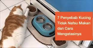 Penyebab kucing tidak mau makan. 7 Penyebab Kucing Tidak Nafsu Makan Dan Cara Mengatasinya Tanya Dokter Hewan