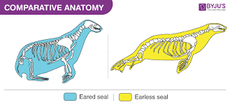 Check spelling or type a new query. Comparative Anatomy Analogous And Homologous Structures