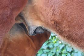 We did not find results for: Piemel En Koker Paard Schoonmaken Paardennatuurlijk