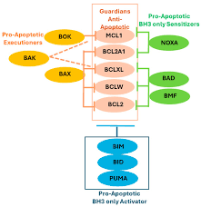 Image result for BCL2 Inhibitor