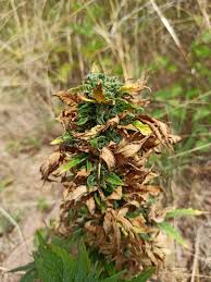 Image result for Cannabaceae