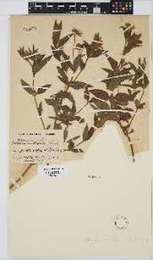 Image result for Aspilia natalensis