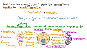 The process of cellular respiration involves many different steps (reactions) to break down glucose using oxygen to produce carbon dioxide, water and energy in cellular respiration takes in food and uses it to create atp, a chemical which the cell uses for energy. Question Video Stating The Overall Word Equation For Aerobic Respiration Nagwa