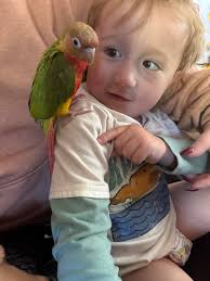 The conure babies are growing up!! We decided to give them a bigger cage to  play! Conures LOVE toys and different perches!