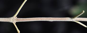 Image result for Vitex ferruginea