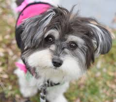 3 month old black male havanese joey. Havanese Breed Facts And Information Petcoach