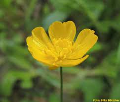 Over 100,000 english translations of german words and phrases. Warum Der Kriechende Hahnenfuss Auch Butterblume Genannt Wird Wildes Berlin
