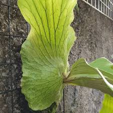 Image result for Platycerium stemaria