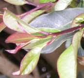 Image result for Ilex mitis