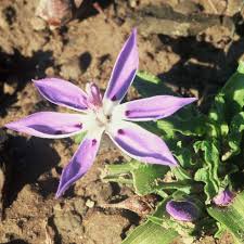 Image result for Lapeirousia caudata