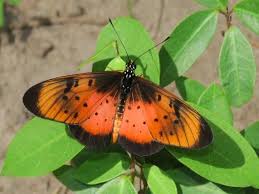 Image result for Basananthe sandersonii