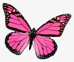 Pink Butterfly Butterfly Clipart Butterfly Pink Png Transparent Clipart Image And Psd File For Free Download Pink Butterfly Butterfly Images Butterfly Art