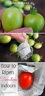 Ripening Green Tomatoes Indoors Green Tomato Recipes Ripen Green Tomatoes How To Ripen Tomatoes