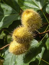 Image result for Bixaceae