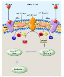 pin by chemistry on الحيوية in 2021 gop map