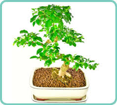Bonsai tree care basicsthough bonsai trees are more delicate compared to the average indoor plant, a few basic rules should enable anyone to take care of its tree properly. Bonsai Care Page 2 Of 28 Bonsai Trees For Sale Uk