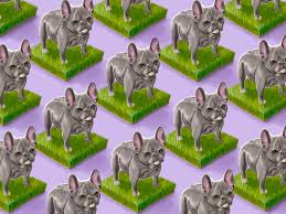 By the time they leave the breeder, french bulldog puppies should have had a minimum of two puppy vaccines some pups will try to establish their place in the 'pack' if you have more than one dog in the home. Frenchies Labradoodles And The Dilemma Of The Designer Dog Vox