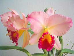 Slc Ken Dream Moonlight Lady Orchid Flower Beautiful Orchids Repotting Orchids