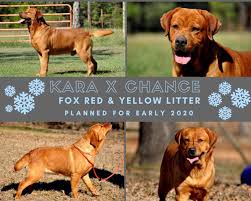 Buddy loves attention and snuggles! Fox Red Labrador Retriever Puppies Fox Red Lab Puppy English Fox Red Labradors Fox Red Retrievers