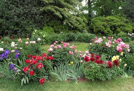 Mixed Peony And Iris Border Iris Flowers Garden Iris Garden Vegetable Garden Planning
