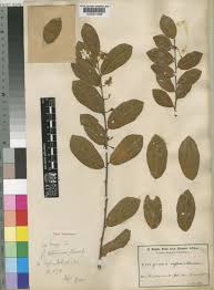 Image result for Grewia retinervis