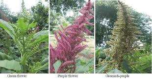 Image result for Amaranthus hybridus