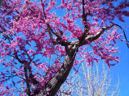 Trova immagini per albero fiore. Albero Di Giuda Fiori Per Piccoli Giardini Passione In Verde