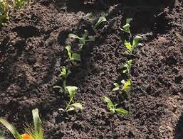 Das aussäen und pflegen der einjährigen ringelblumen ist im garten r. Ringelblumen Aussaat Und Anzucht Green Solutions