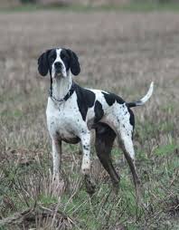 Black And White English Pointer Puppy Max From Uk English Pointer Pointer Dog Pointer Puppies
