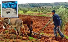 هل مازال الفلاح يعمل بِالنِّيَةْ و ينضبط لعملية اَلْحَرْثْ اَلْبَكْرِي وَالْحَرْثْ عْلَى النْشَافْ ؟ || ANFASPRESS - أنفاس بريس جريدة إلكترونية مغربية - جريدة إلكترونية مغربية تجدد على مدار الساعة - المغرب - ANFAS PRESS ( Ariri Abderrahim )