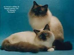 Blue Point Birman Cats Yahoo Image Search Results Katzen