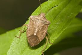 Prompt service.* bulwark is the top choice for knoxville pest control & extermination. The Invasion Of Fall Pests In Knoxville Tn Russell S Pest Control