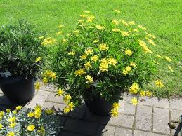 With the lowest prices online, cheap shipping rates and local collection options, you can make an even bigger saving. Posts About Drought Tolerant Flower On Tj S Garden Plants Drought Tolerant Desert Plants