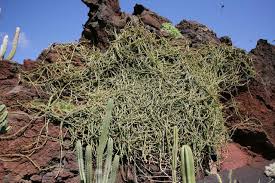 Image result for Cissus quadrangularis