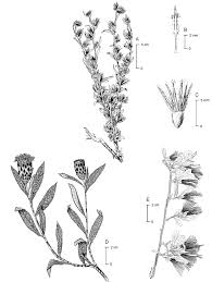 Image result for Dicoma