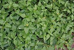 Image result for Synedrella nodiflora