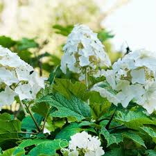 Image result for Hydrangea quercifolia