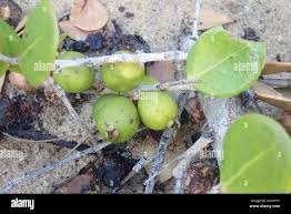 Image result for Eugenia capensis