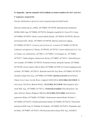 Image result for Neoholstia tenuifolia