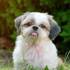 The best possible way to make contact is by email. 1 Shih Tzu Puppies For Sale By Uptown Puppies