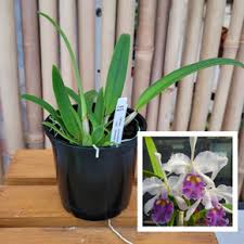 Image result for Pycnostachys coerulea