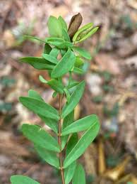 Image result for Triaspis hypericoides