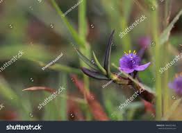 Image result for Cyanotis axillaris