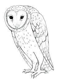 Downloads are subject to this site's term of use. Barn Owl Coloring Page Animals Town Animals Color Sheet Barn Owl Free Printable Coloring Pages Animals