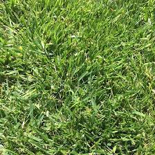 This seed adapts to different this grass seed works well in areas that get filtered sunlight. Low Work Water Dwarf Fescue Grass Seed Low Water Lawns High Country Gardens