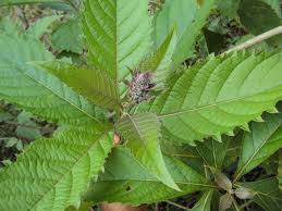 Image result for Rotheca aurantiaca