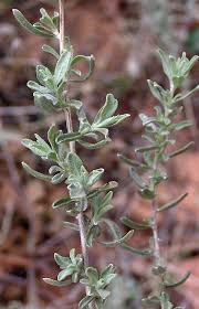 Image result for Atriplex
