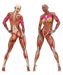 Close Grip Bench Press Lipstick Lifters Building Strong Women